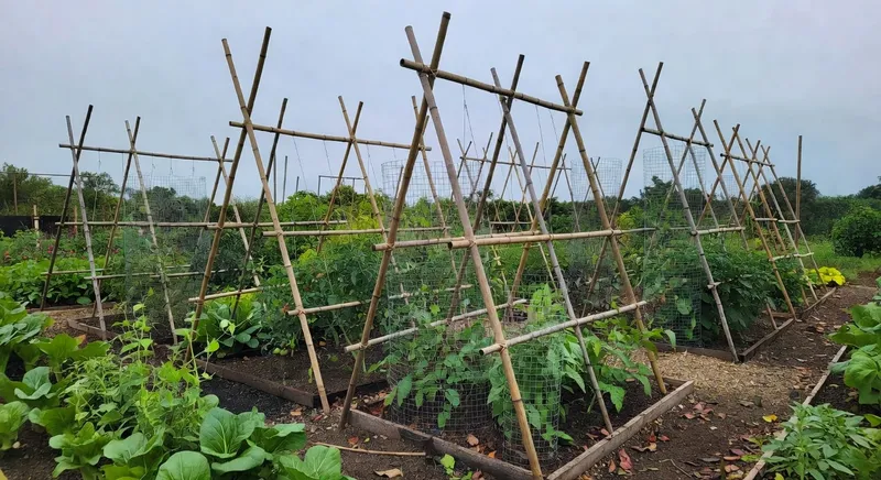 居家菜園防颱準備