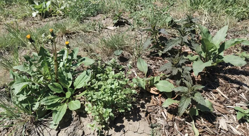 標註常見可食用野草和護根野草名稱及用途的實拍圖