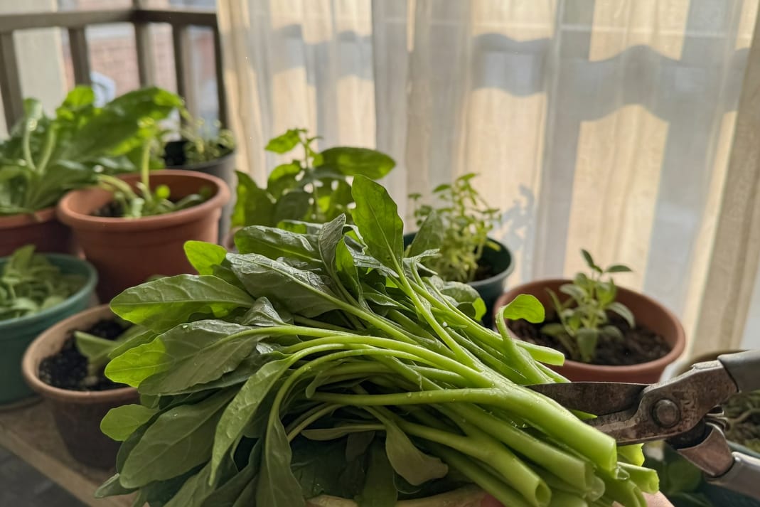 台灣陽台採收嫩綠空心菜,手持剪刀,背景其他植物晨光清新