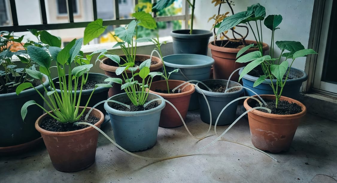 陽台菜園簡易滴灌系統,細管旁種空心菜和地瓜葉,夏日午前光線,生活裝置感強。