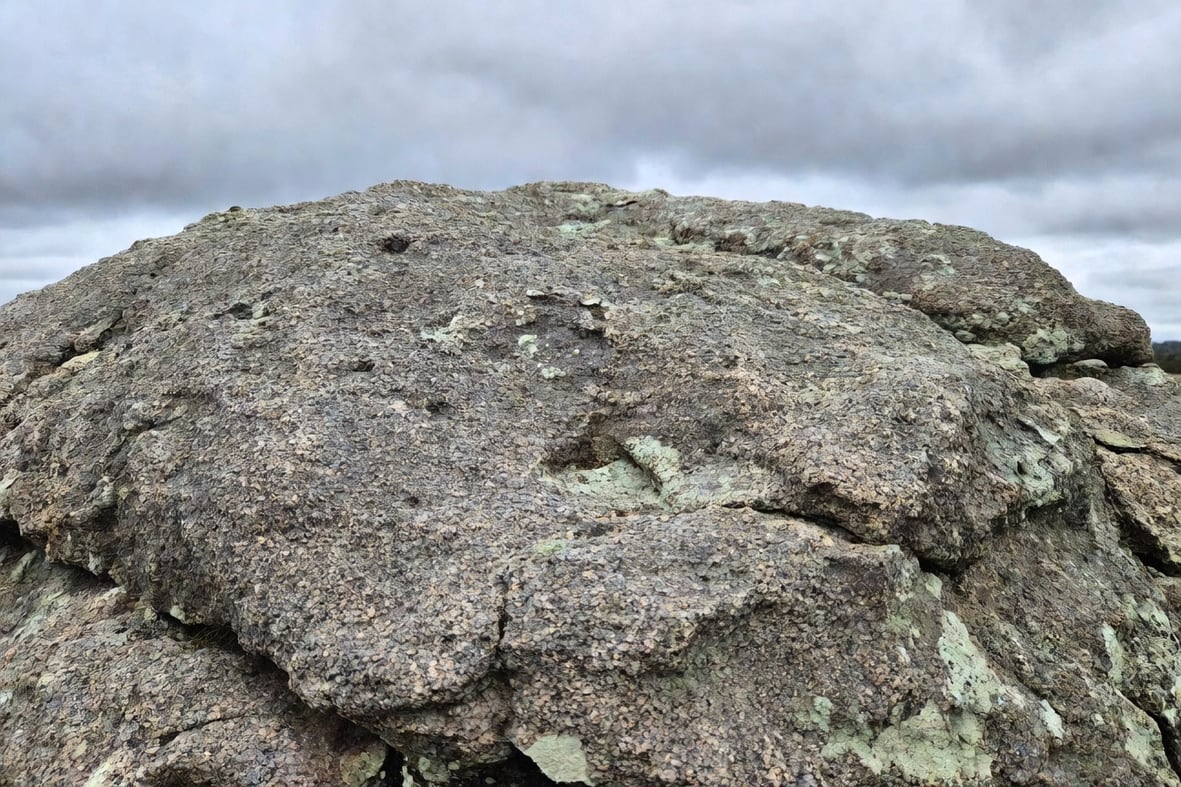 陽光下花朵盛開的鮮艷景色