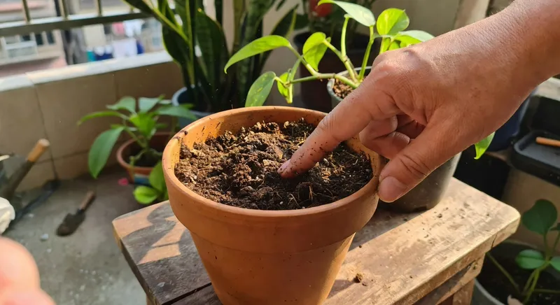 澆水的科學：判斷植物到底渴不渴