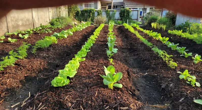 雜草辨識與科學防除策略