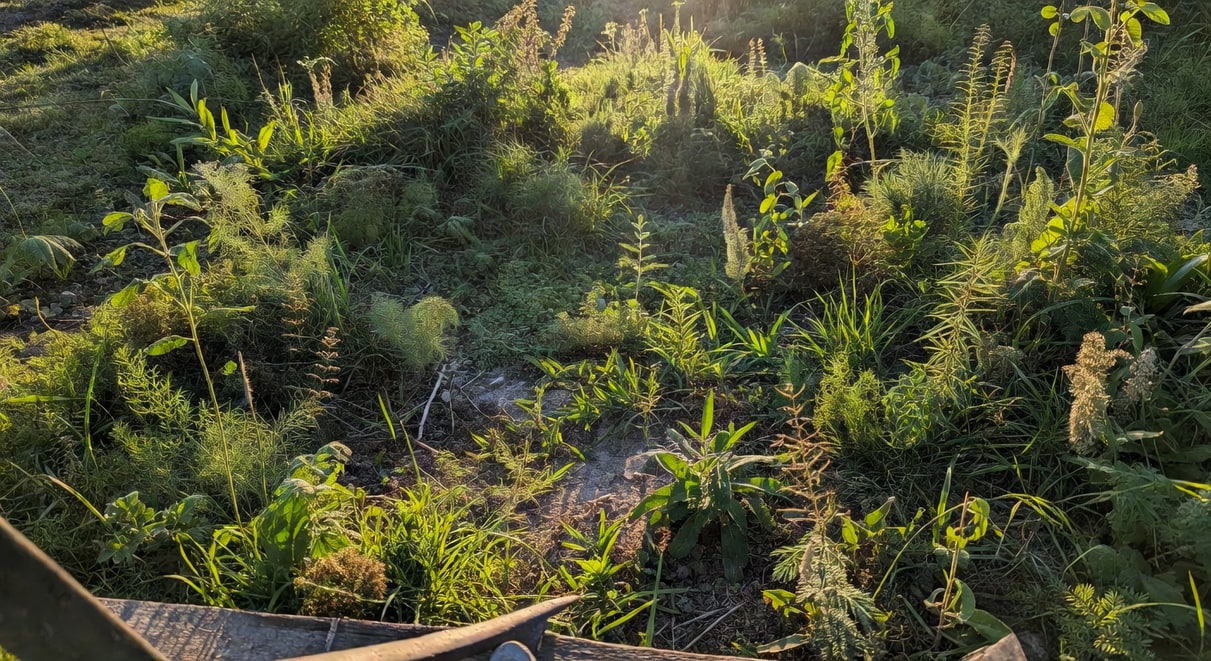 花園雜草辨識與自然防除法:看懂野草,就不怕它們