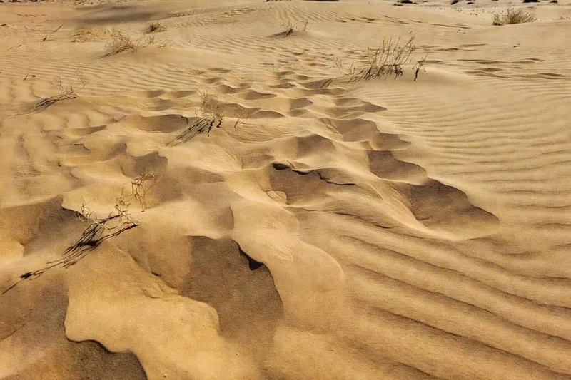 戶外花園陽光下多樣花朵盛開的生動場景