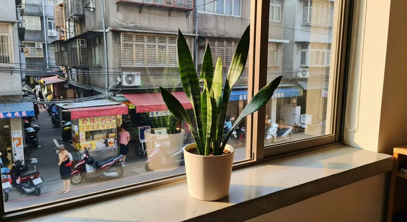 窗邊綠意：新手室內植物推薦