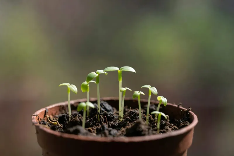 小盆中香草幼苗發芽特寫，展示播種後生長階段