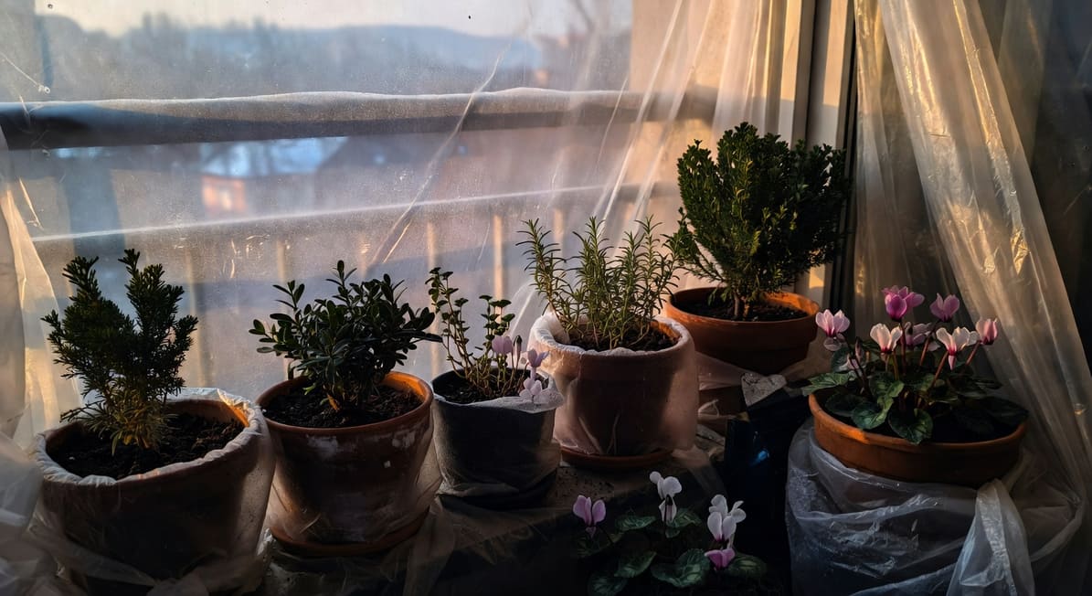 一排陽台盆栽圍繞保溫薄膜，陽光透過透明薄膜透入，攝影風格溫暖帶冷意光線。