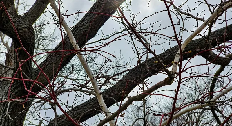 冬季樹木枝條特寫，展示多樣色彩、紋理和結構