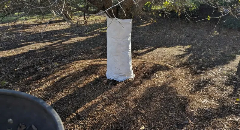 冬季植物根部護根材料覆蓋及樹幹不織布包裹示意圖