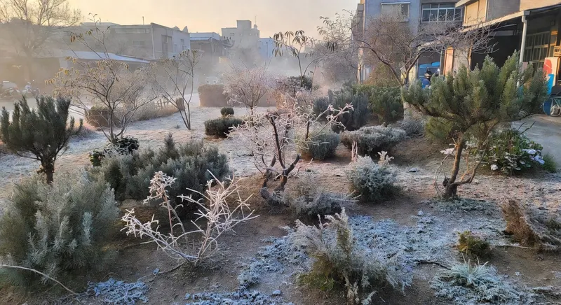 冬季花園不寂寞：四季有景的庭園框架