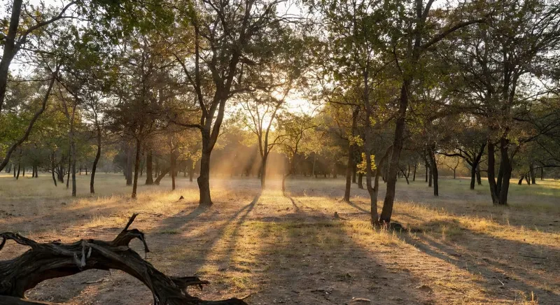 戶外綠植在陽光下生長的詳細圖片