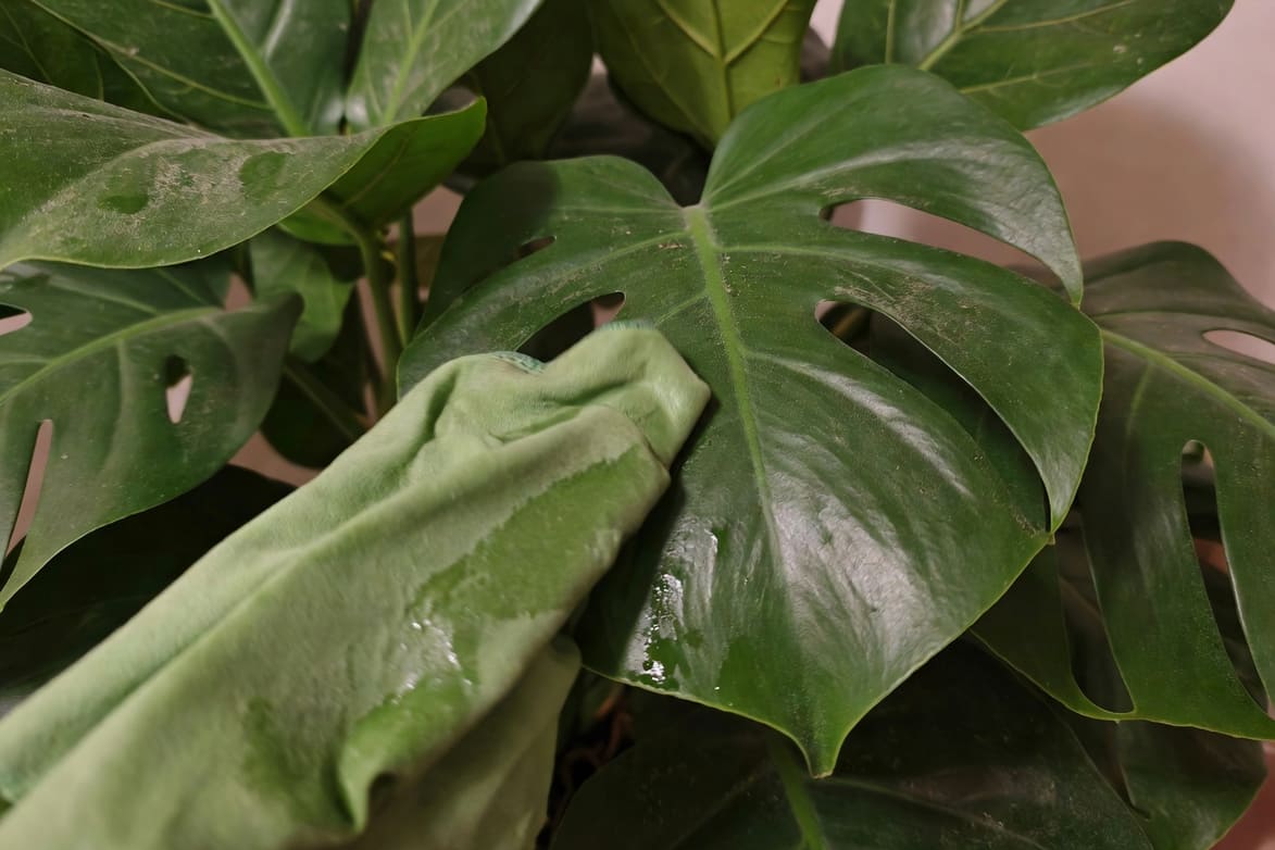 台灣冬季庭院：山茶花樹叢灰白天空下雨後濕潤花朵，中央鋪石小徑通木門，兩側黃楊球整齊深綠紅調。