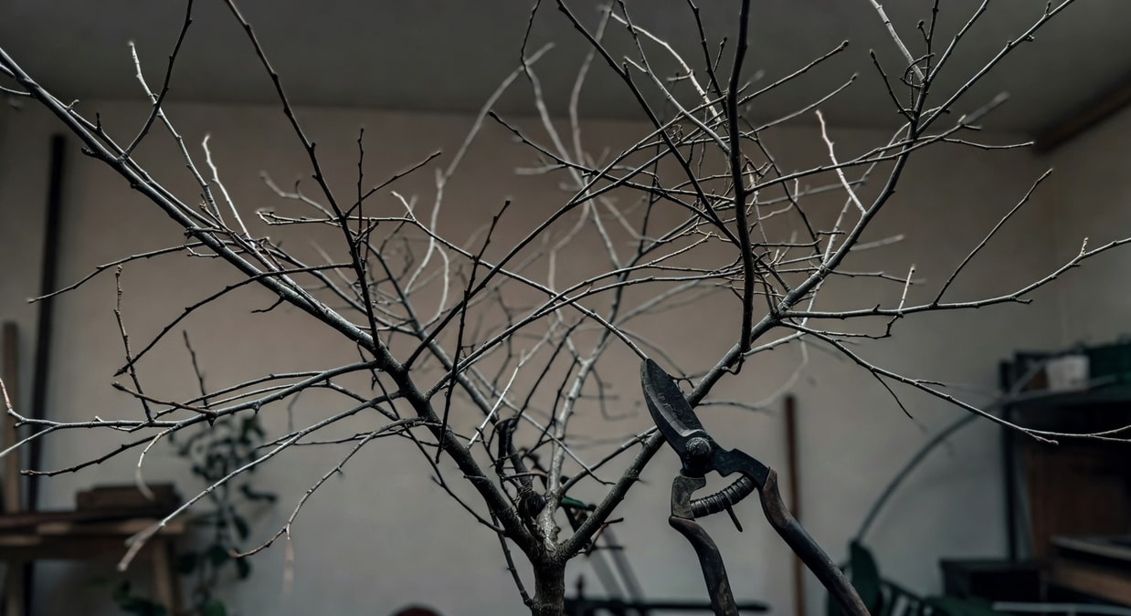 冬季修剪落葉樹的最佳時機：科學與藝術的平衡 - 圖片 3