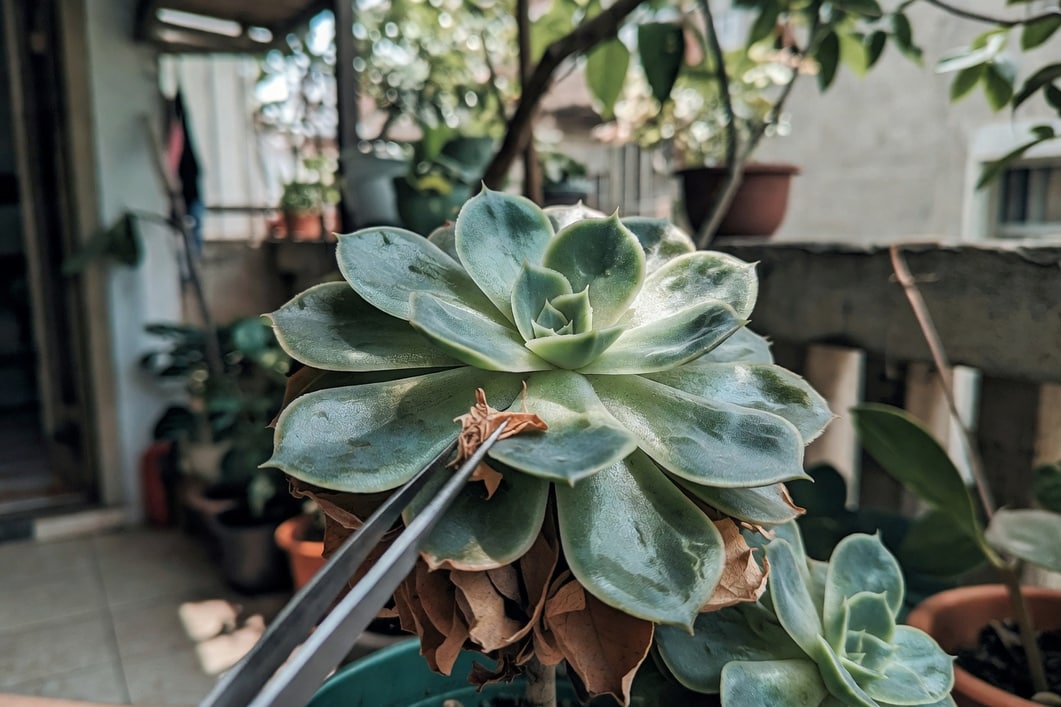 用鑷子清理石蓮底部枯葉的特寫,葉片紋理清晰,台灣陽台生活感背景