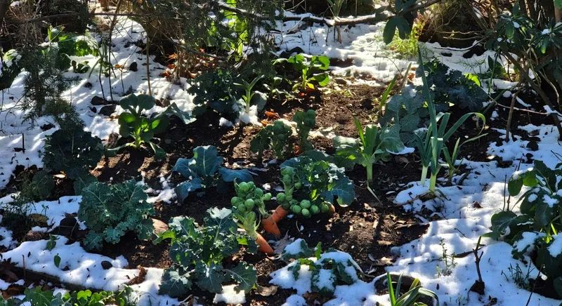 冬季蔬菜栽培：讓冷天的菜園更豐收