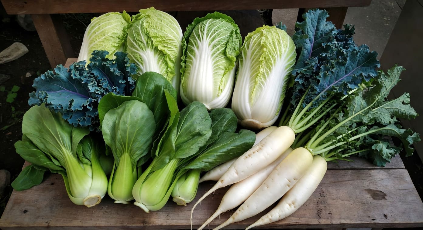 台灣冬季理想蔬菜品種展示,包括白菜等耐寒作物