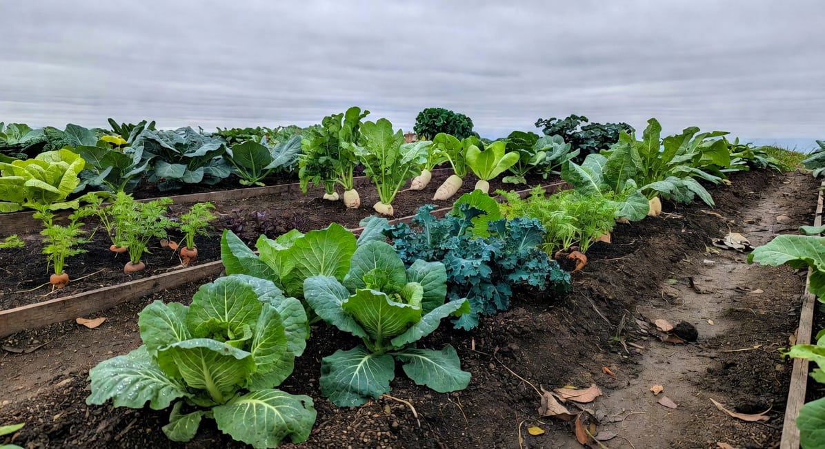 台灣寒冷季節最適合的蔬菜,如芹菜品種特寫圖片