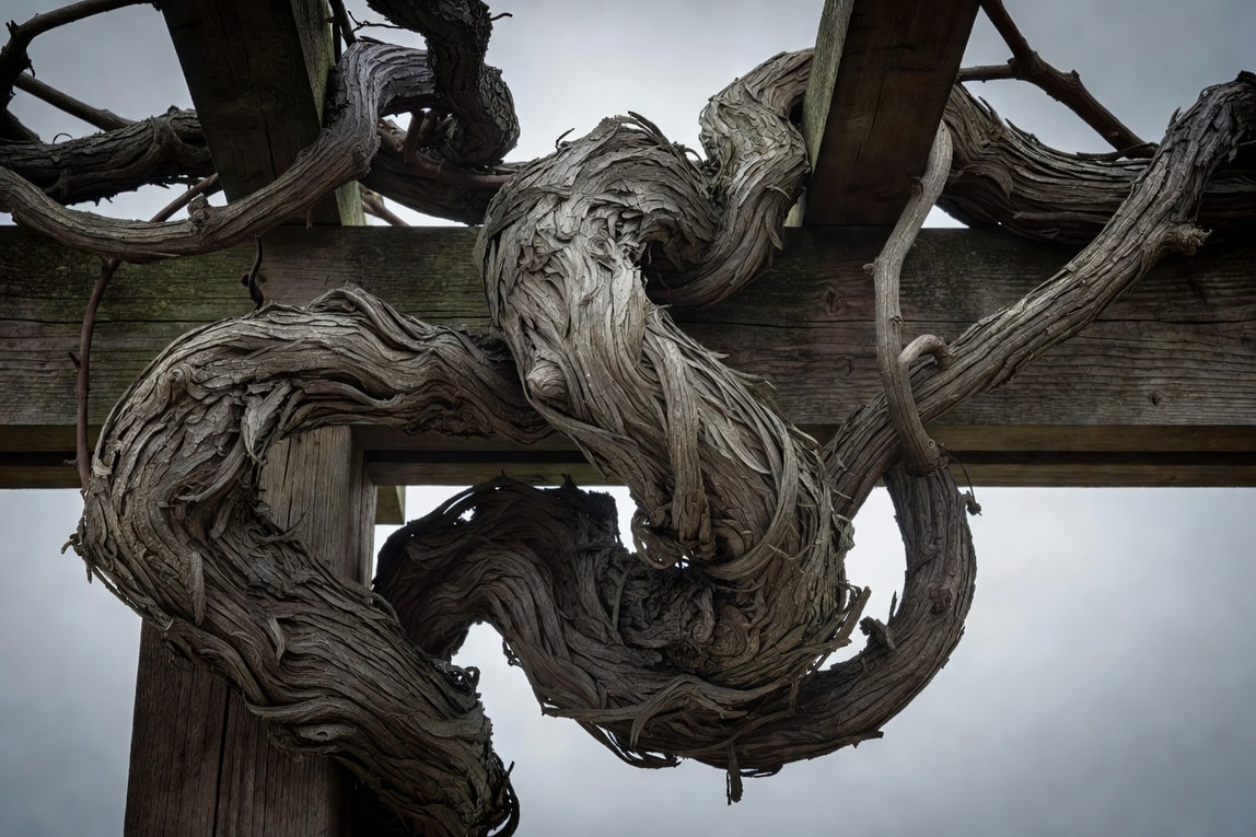紫藤莖幹特寫,粗壯扭轉木質幹部纏繞棚架,樹皮蒼勁有紋理