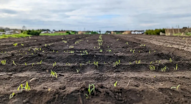 一年四季種什麼菜