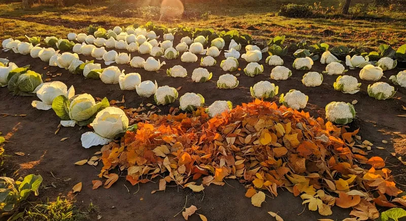 秋日金黃陽光照耀成熟白菜花菜整齊排列菜園角落落葉堆積