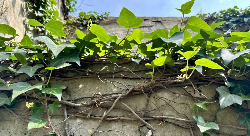 攀藤蔓性植物的垂直運用