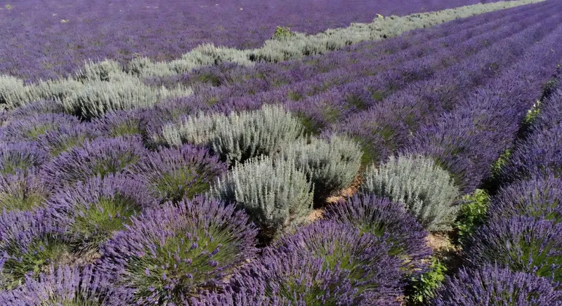 芳香草本的園藝設計