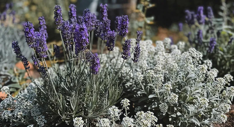 地中海香草花園的營造