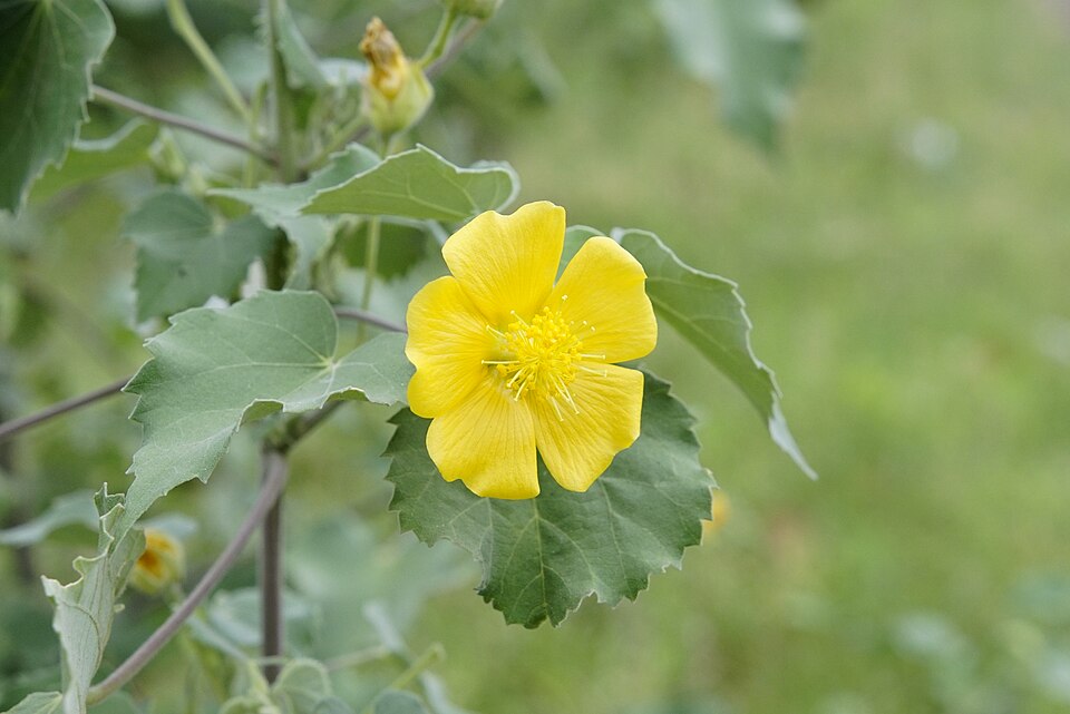 Abutilon 1