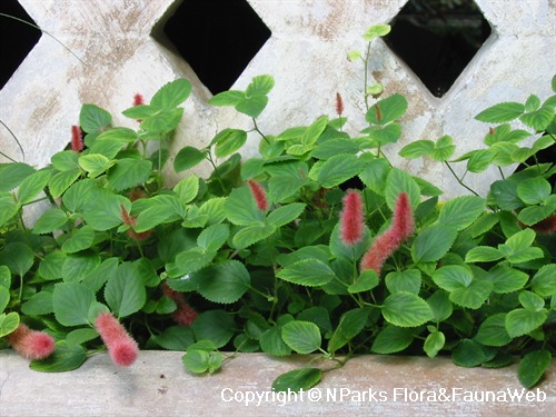 Acalypha chamaedrifolia 2