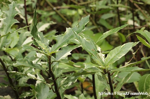 Acanthus ebracteatus 2