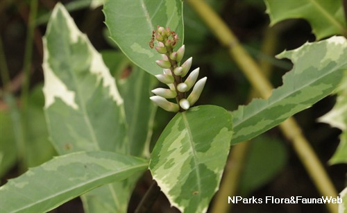 Acanthus ebracteatus 3