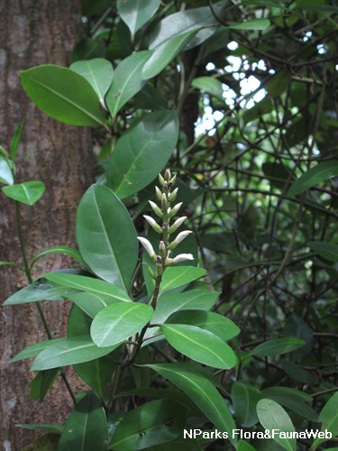Acanthus volubilis 2