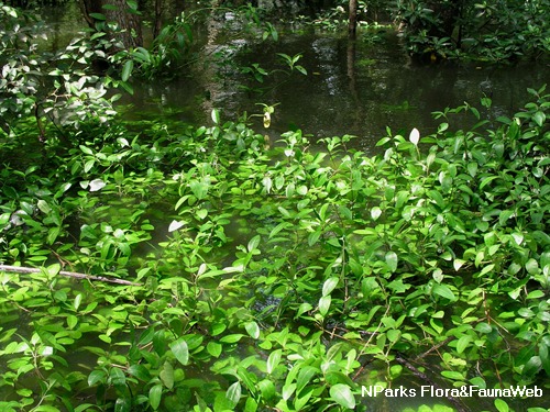 Acanthus volubilis 3