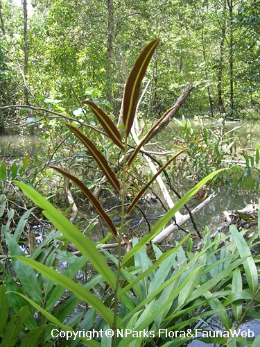 Acrostichum speciosum 2