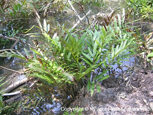 Acrostichum speciosum 3