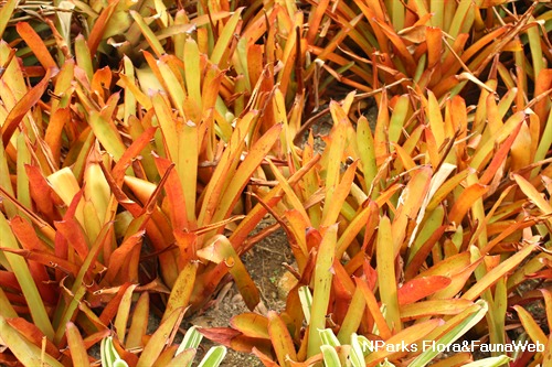 Aechmea blanchetiana 1