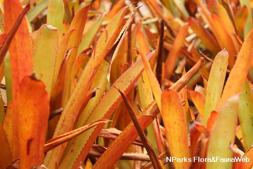 Aechmea blanchetiana 2
