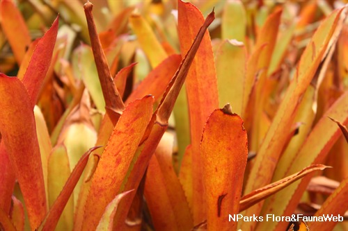 Aechmea blanchetiana 3