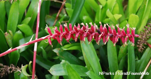 Aechmea gamosepala nivea 2
