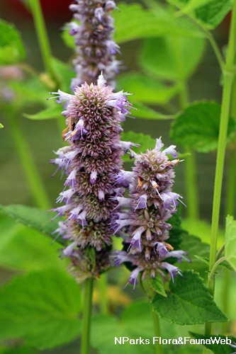 Agastache foeniculum 2