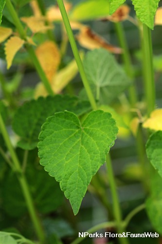 Agastache foeniculum 3