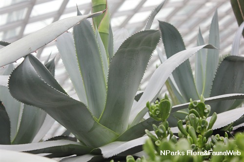 Agave mitis 2