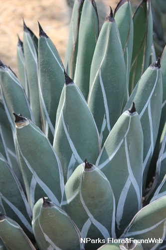 黃覆輪世之雪 2