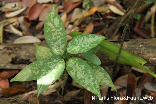 Aglaonema nebulosum 2
