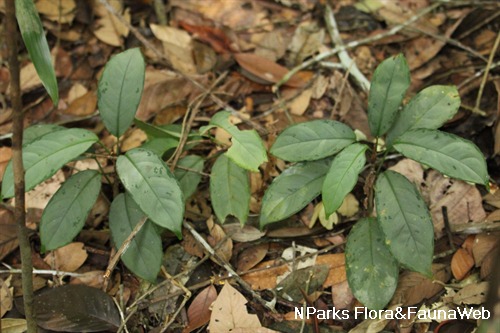 Aglaonema nebulosum 3
