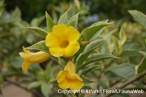 Allamanda schottii 1
