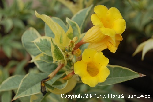 Allamanda schottii 2