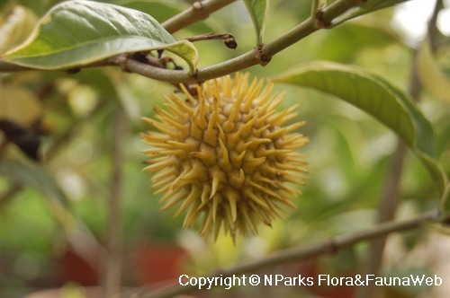 Allamanda schottii 3