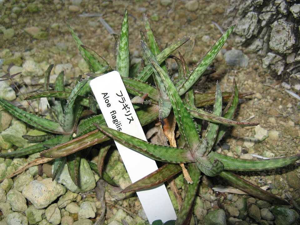 Aloe fragilis 1